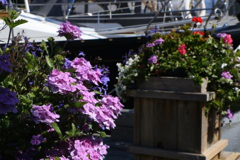 Otter Bay Marina Pender Island, BC flowers