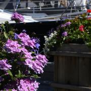 Otter Bay Marina Pender Island, BC flowers